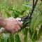 Mantenimiento y cuidado de plantas