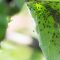 Cuidado de plantas: Control de plagas y enfermedades con métodos naturales y ecológicos