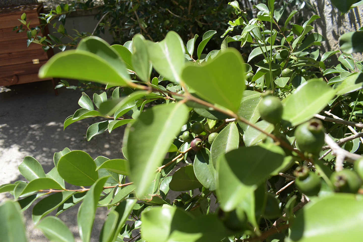 AMBIENTE : Jardines nativos en la ciudad