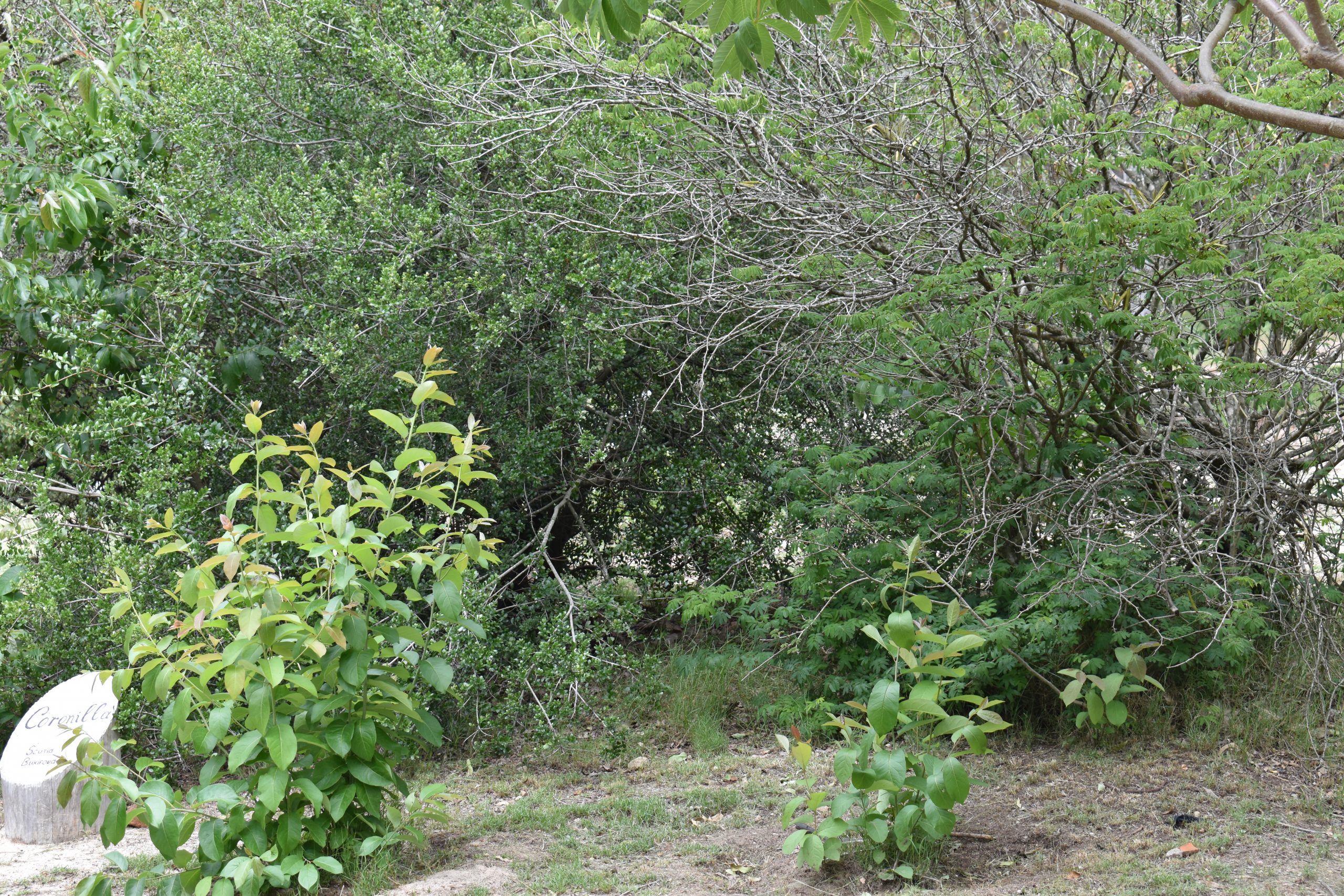 Biodiversidad en la ciudad